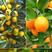 四季金桔盆栽可食用客厅大盆橘子树室内无籽金桔阳台水果桔子