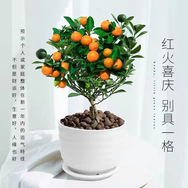 四季金桔盆栽可食用客厅大盆橘子树室内无籽金桔阳台水果桔子