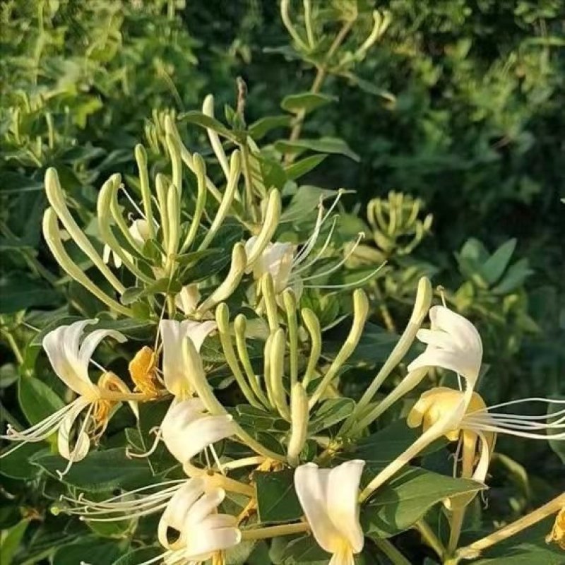 金银花刚刚采出来的新金银花，能泡茶喝，一手货源，坏单包赔