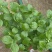 茉莉花花能开很长时间根细好芽子多价低叶面嫩绿