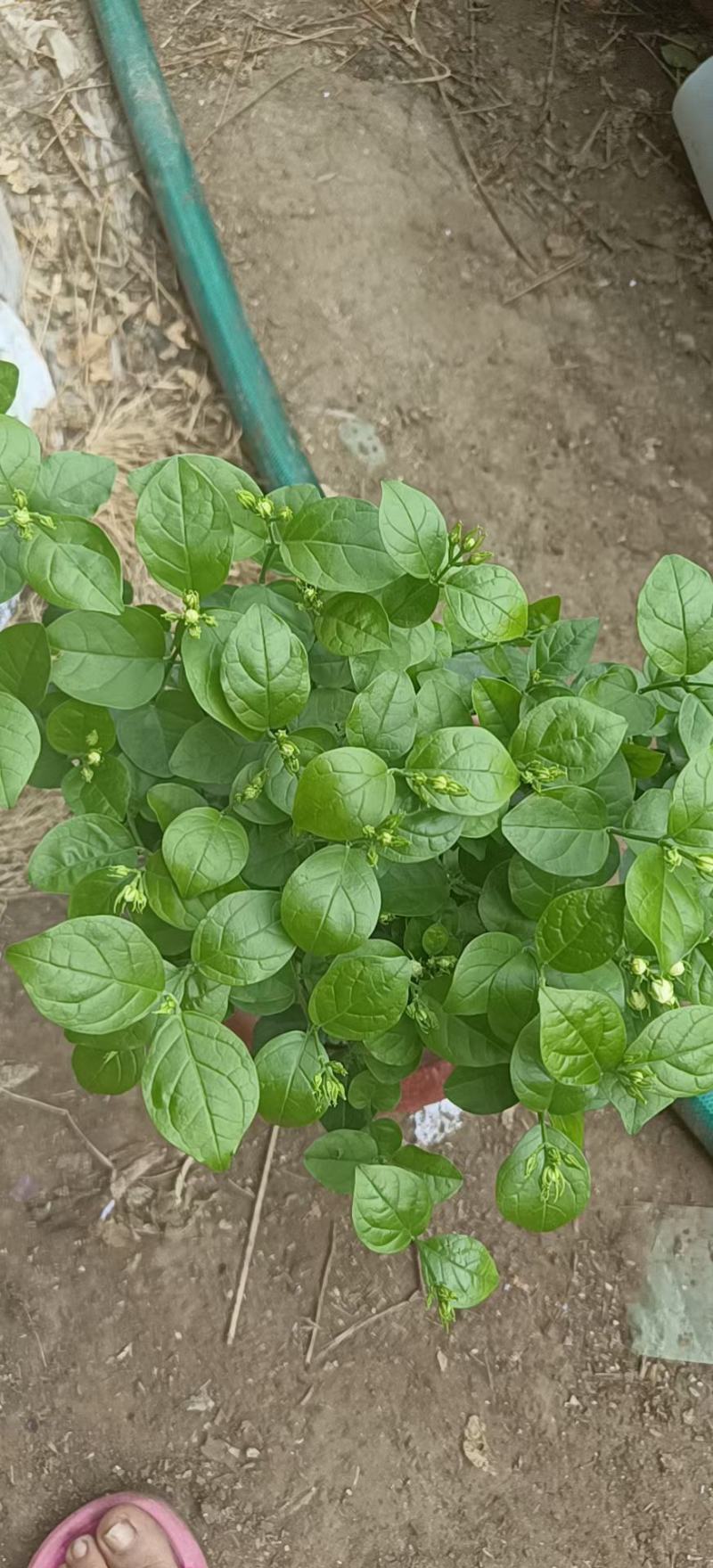 茉莉花花能开很长时间根细好芽子多价低叶面嫩绿