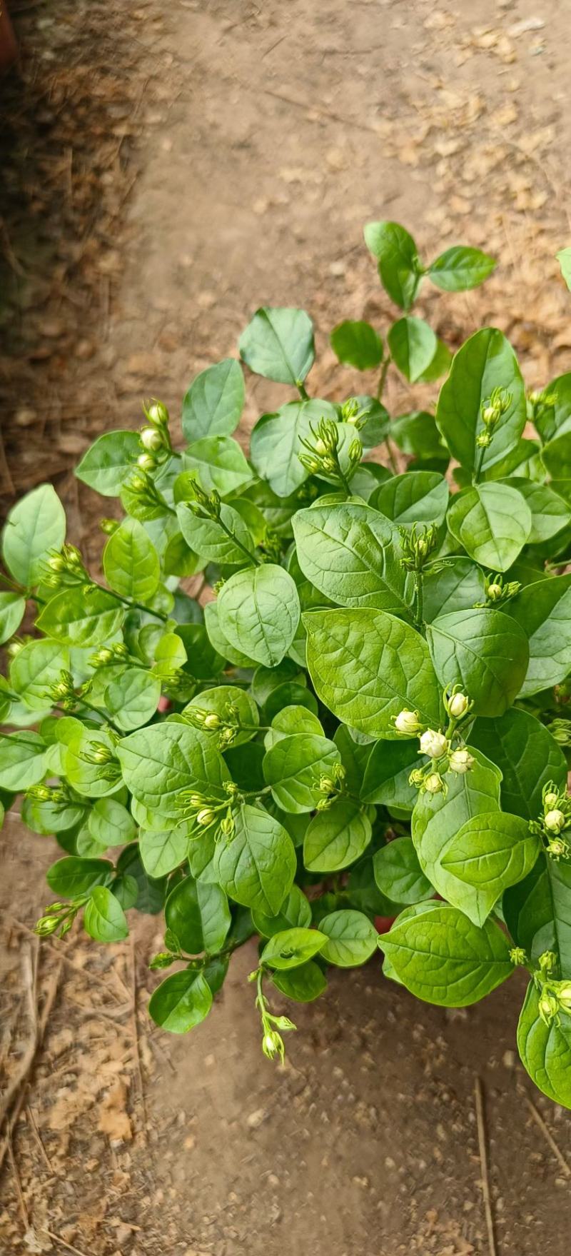 茉莉花花能开很长时间根细好芽子多价低叶面嫩绿