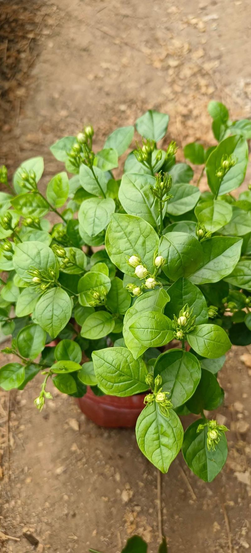 茉莉花花能开很长时间根细好芽子多价低叶面嫩绿