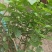 茉莉花花能开很长时间根细好芽子多价低叶面嫩绿