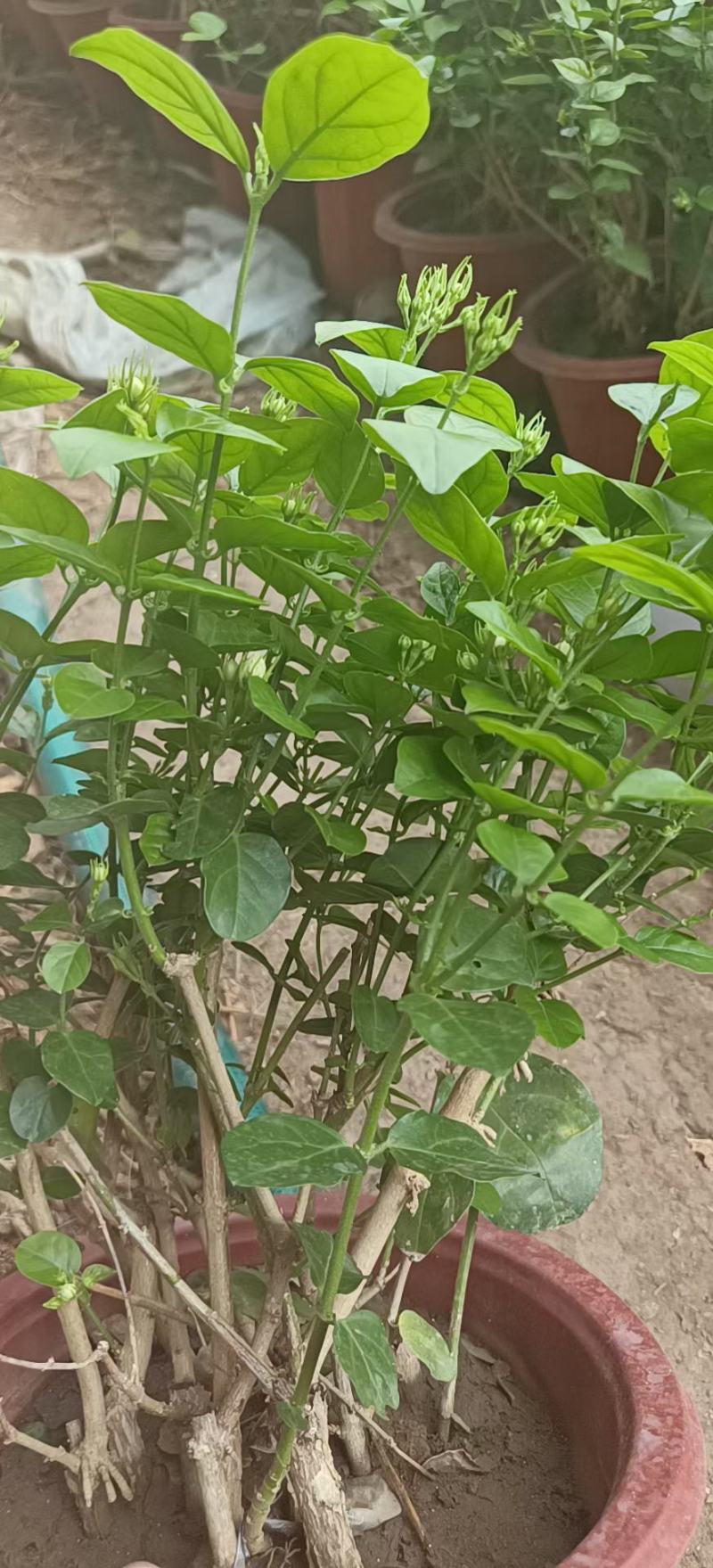 茉莉花花能开很长时间根细好芽子多价低叶面嫩绿