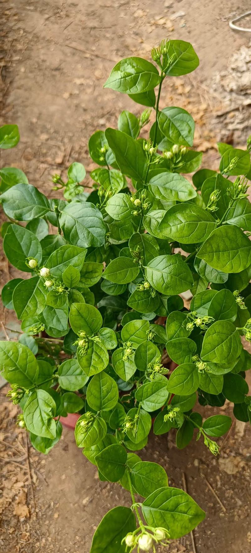 茉莉花花能开很长时间根细好芽子多价低叶面嫩绿