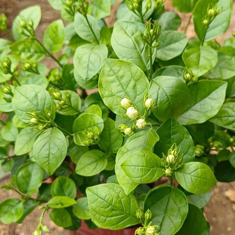 茉莉花花能开很长时间根细好芽子多价低叶面嫩绿