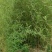 精品钢竹竿美植，假植竹苗1至4公分，下山早园竹，金镶玉竹