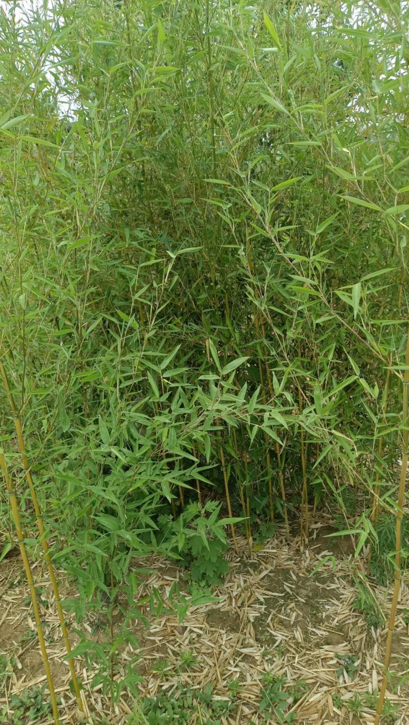 精品钢竹竿美植，假植竹苗1至4公分，下山早园竹，金镶玉竹