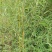 精品钢竹竿美植，假植竹苗1至4公分，下山早园竹，金镶玉竹