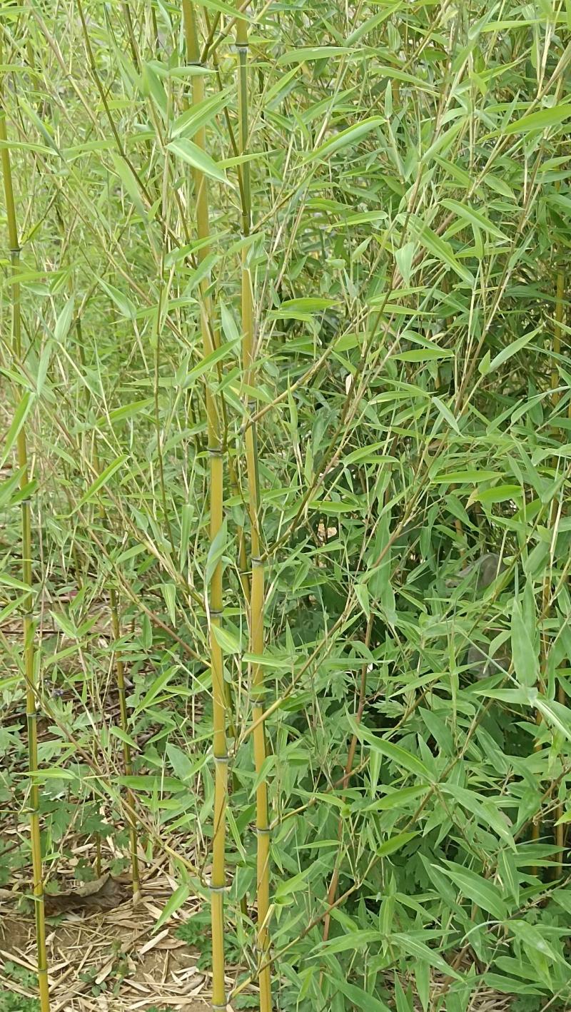 精品钢竹竿美植，假植竹苗1至4公分，下山早园竹，金镶玉竹