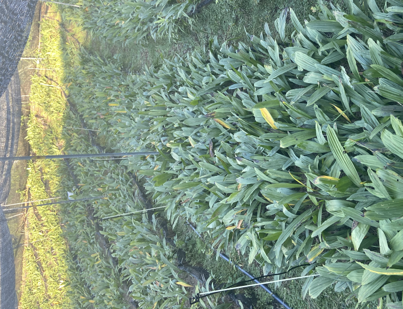 独蒜兰组培驯化苗