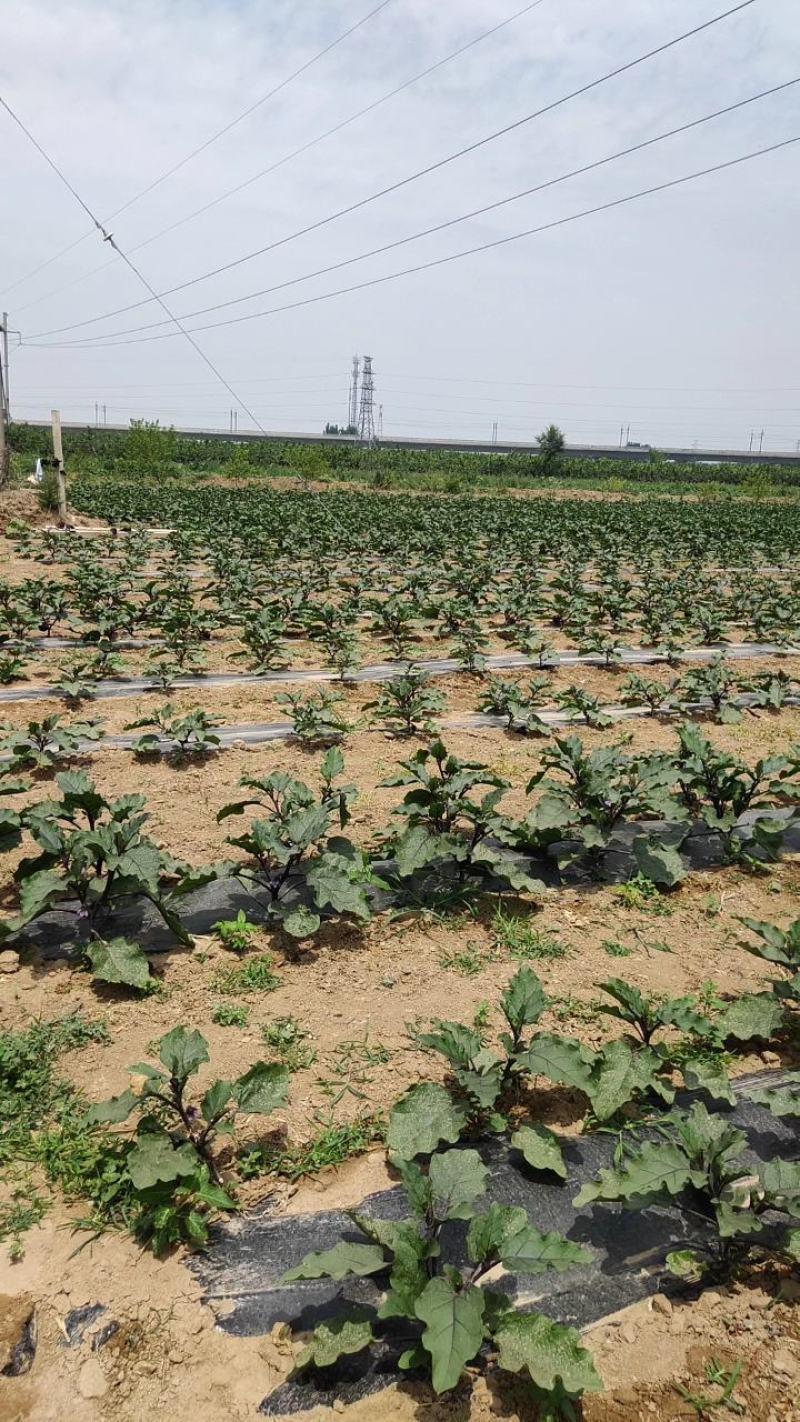 百亩黑色圆茄大量上市，个头均匀，价格美丽。地头装车。