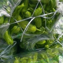 湖北辣椒精品薄皮椒质量保证，货源充足专业的大棚种植！