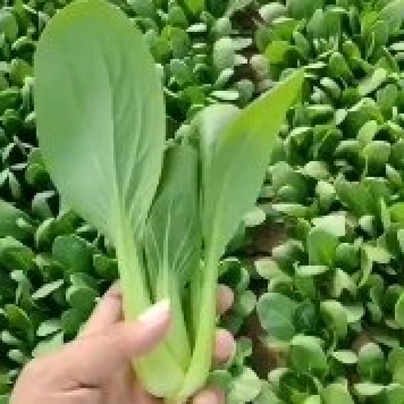 山东万亩油菜基地