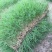 狗牙根草皮耐阴耐热别墅庭院园林绿化草坪带土四季常青耐踩