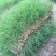 狗牙根草皮耐阴耐热别墅庭院园林绿化草坪带土四季常青耐踩