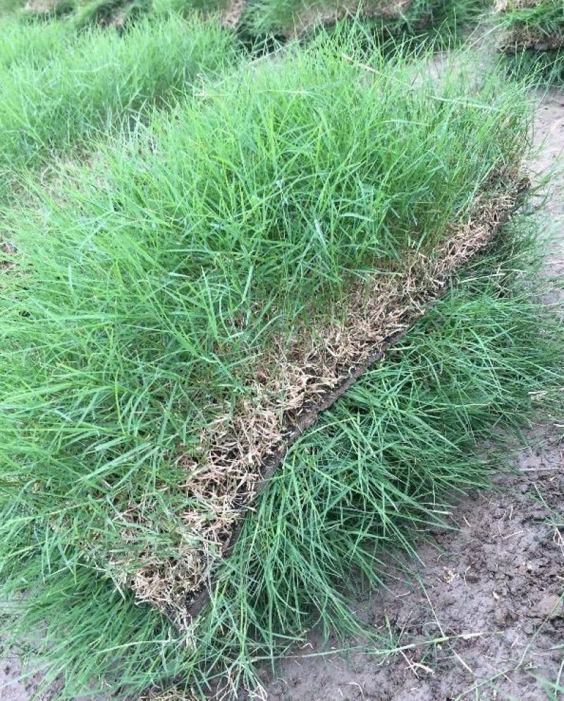 狗牙根草皮耐阴耐热别墅庭院园林绿化草坪带土四季常青耐踩