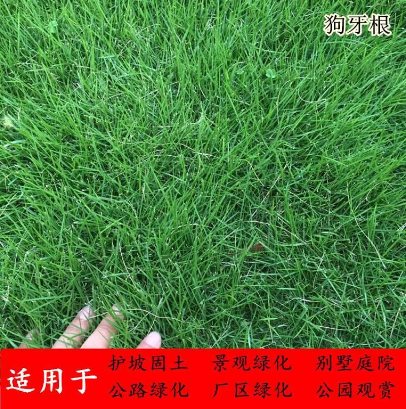 狗牙根草皮耐阴耐热别墅庭院园林绿化草坪带土四季常青耐踩