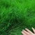 狗牙根草皮耐阴耐热别墅庭院园林绿化草坪带土四季常青耐踩