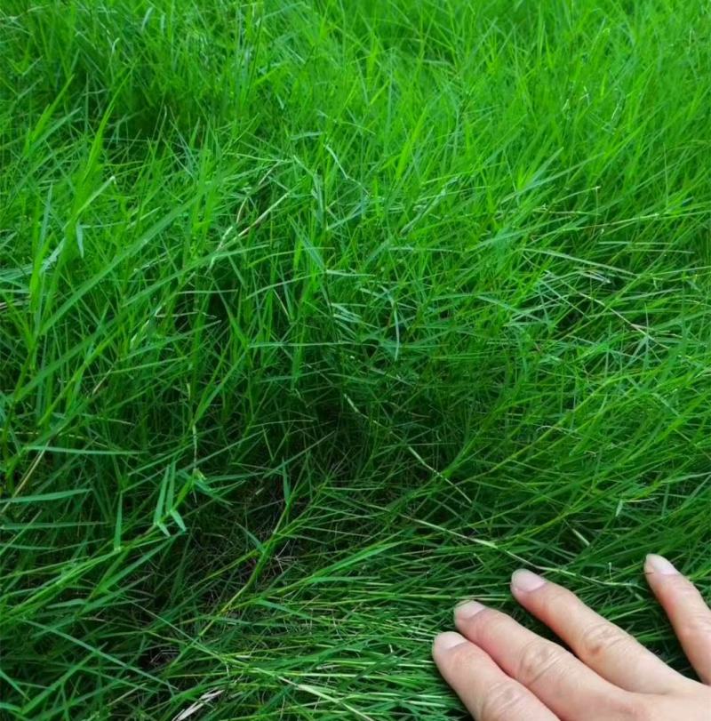 狗牙根草皮耐阴耐热别墅庭院园林绿化草坪带土四季常青耐踩