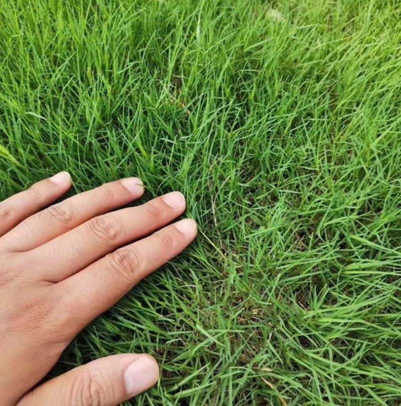 狗牙根草皮耐阴耐热别墅庭院园林绿化草坪带土四季常青耐踩