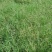 狗牙根草皮耐阴耐热别墅庭院园林绿化草坪带土四季常青耐踩