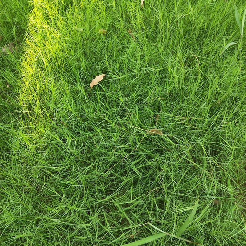 狗牙根草皮耐阴耐热别墅庭院园林绿化草坪带土四季常青耐踩