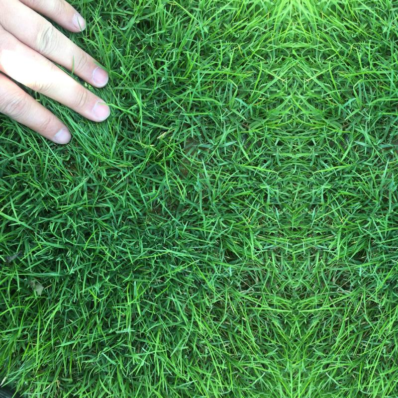 狗牙根草皮耐阴耐热别墅庭院园林绿化草坪带土四季常青耐踩