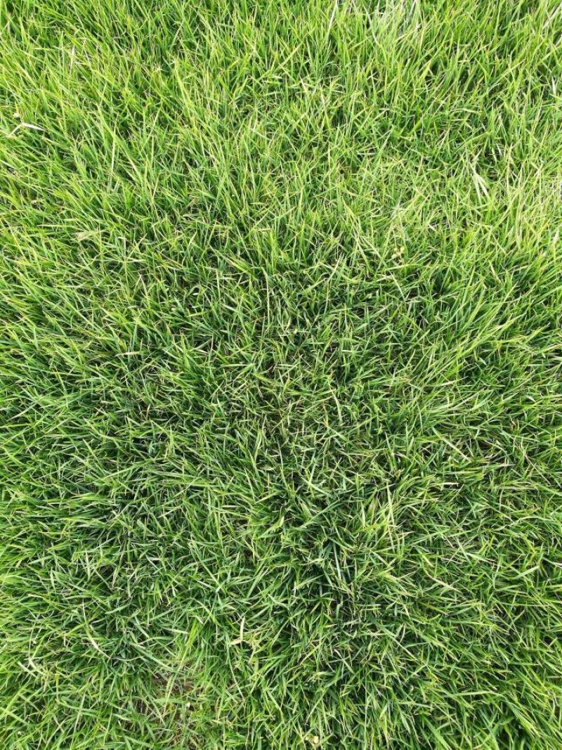 狗牙根草皮耐阴耐热别墅庭院园林绿化草坪带土四季常青耐踩