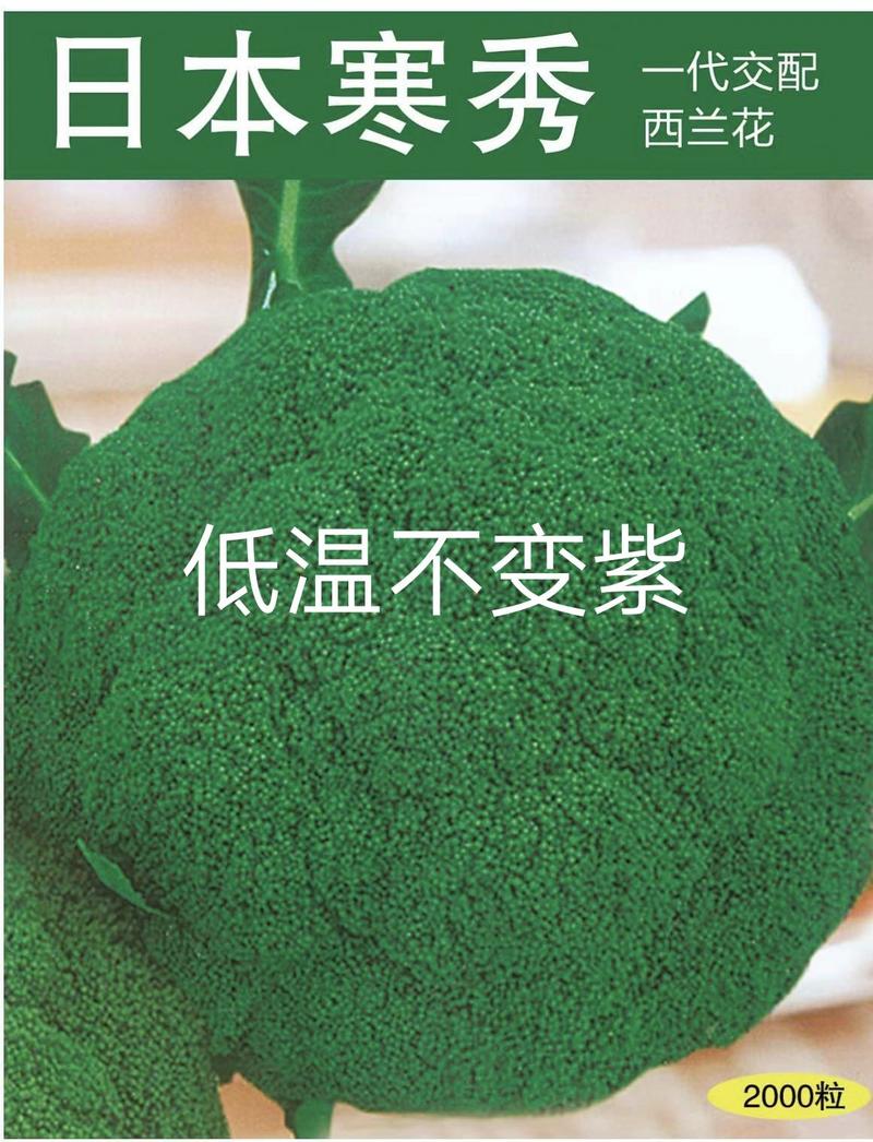 日本寒秀西兰花种子进囗品种小米粒菜型着观商品性强采收期长