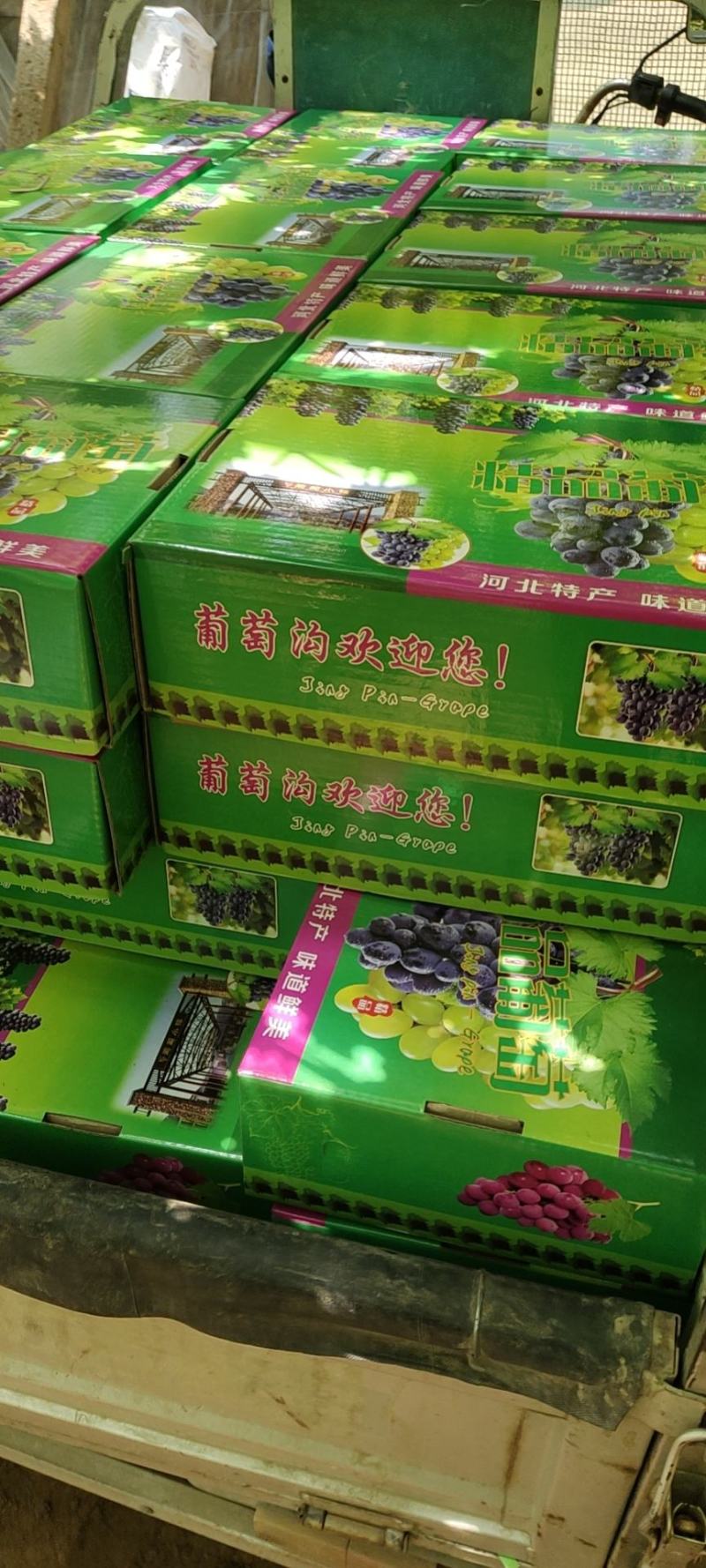 河北省，秦皇岛市，昌黎县，玫瑰香葡萄开始上市，大量有货