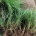 长麦冬细叶麦冬草苗小叶青叶麦冬草花苗庭院别墅地被植物沿阶