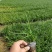 长麦冬细叶麦冬草苗小叶青叶麦冬草花苗庭院别墅地被植物沿阶