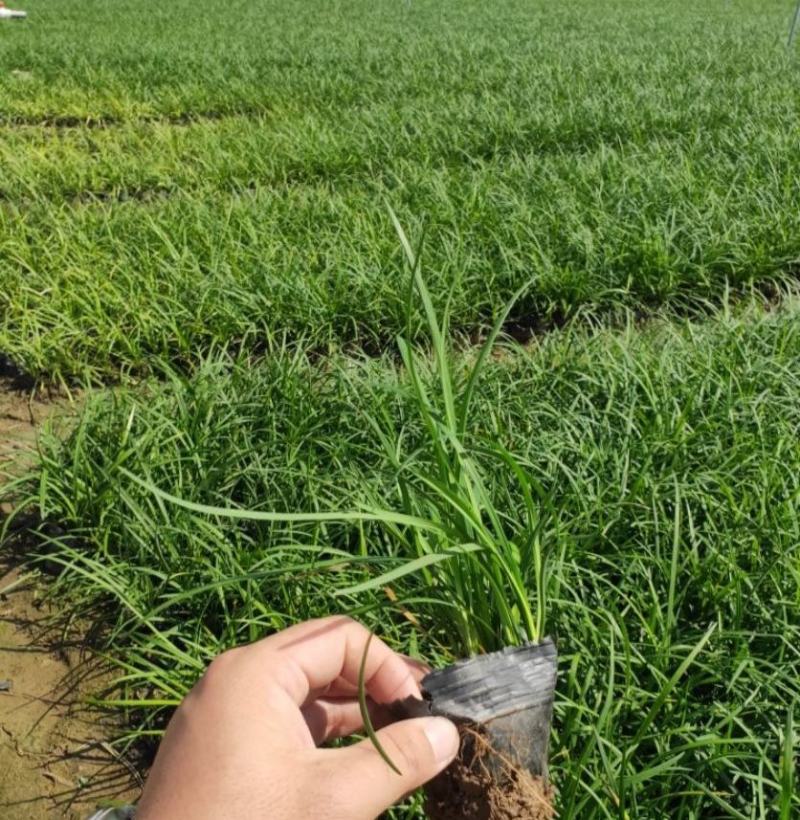 长麦冬细叶麦冬草苗小叶青叶麦冬草花苗庭院别墅地被植物沿阶