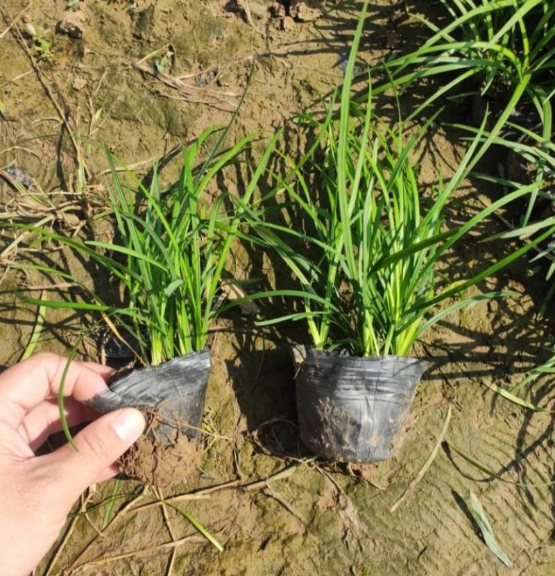 长麦冬细叶麦冬草苗小叶青叶麦冬草花苗庭院别墅地被植物沿阶