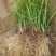 长麦冬细叶麦冬草苗小叶青叶麦冬草花苗庭院别墅地被植物沿阶