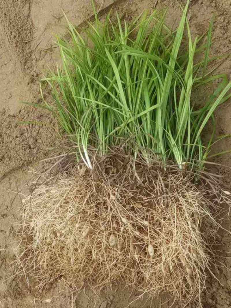 长麦冬细叶麦冬草苗小叶青叶麦冬草花苗庭院别墅地被植物沿阶