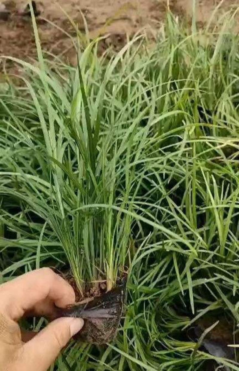 长麦冬细叶麦冬草苗小叶青叶麦冬草花苗庭院别墅地被植物沿阶