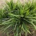 长麦冬细叶麦冬草苗小叶青叶麦冬草花苗庭院别墅地被植物沿阶