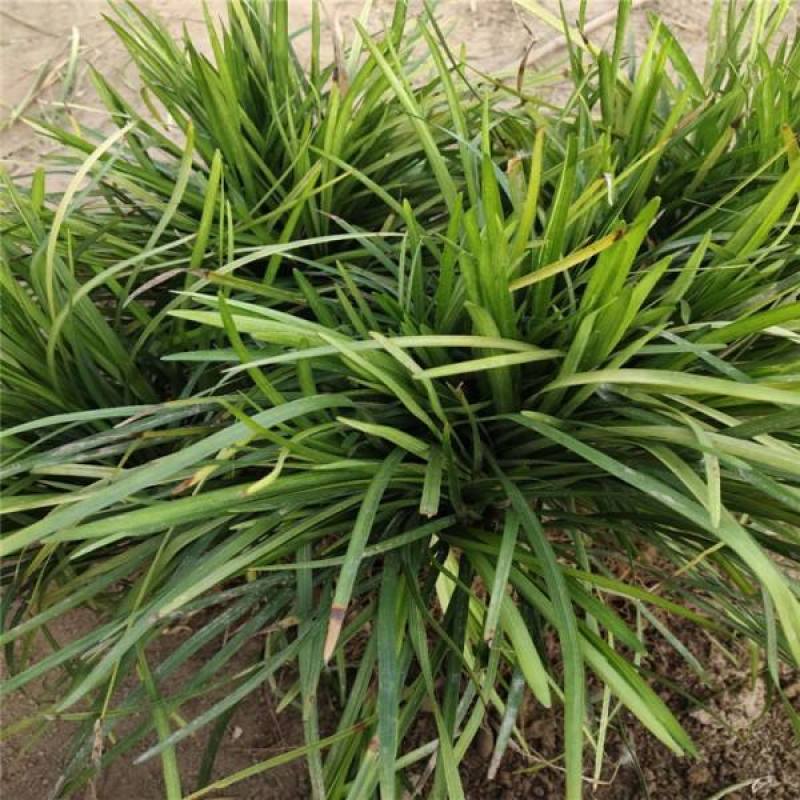 长麦冬细叶麦冬草苗小叶青叶麦冬草花苗庭院别墅地被植物沿阶