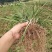 长麦冬细叶麦冬草苗小叶青叶麦冬草花苗庭院别墅地被植物沿阶