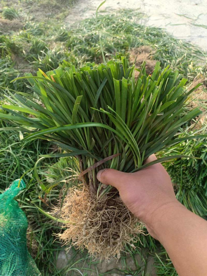 长麦冬细叶麦冬草苗小叶青叶麦冬草花苗庭院别墅地被植物沿阶