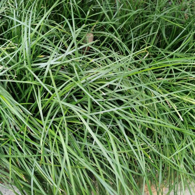 长麦冬细叶麦冬草苗小叶青叶麦冬草花苗庭院别墅地被植物沿阶