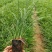 长麦冬细叶麦冬草苗小叶青叶麦冬草花苗庭院别墅地被植物沿阶