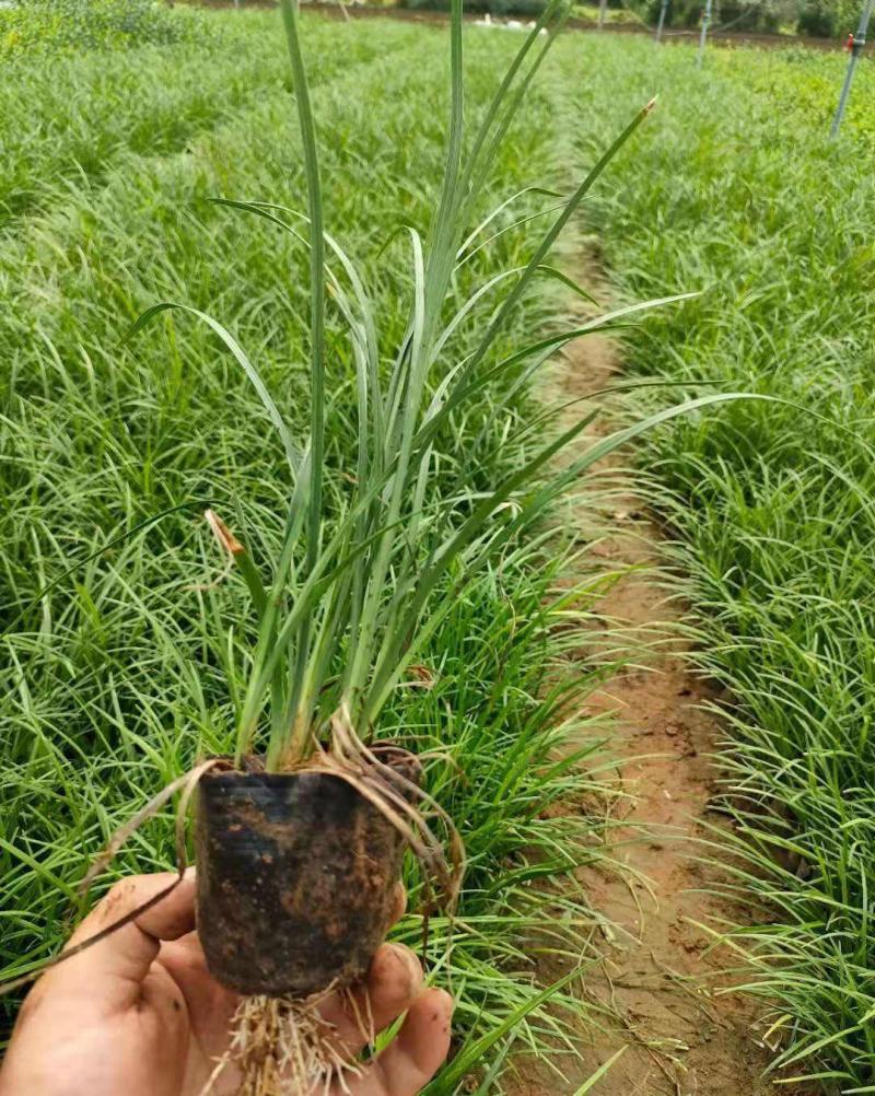 长麦冬细叶麦冬草苗小叶青叶麦冬草花苗庭院别墅地被植物沿阶