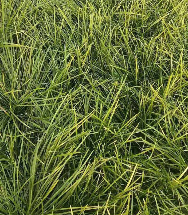 长麦冬细叶麦冬草苗小叶青叶麦冬草花苗庭院别墅地被植物沿阶
