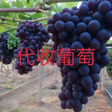 河北省，秦皇岛市，昌黎县，玫瑰香葡萄开始上市，大量有货
