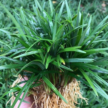日本矮麦冬草耐寒别墅庭院园林绿化草坪植物带土麦冬草苗