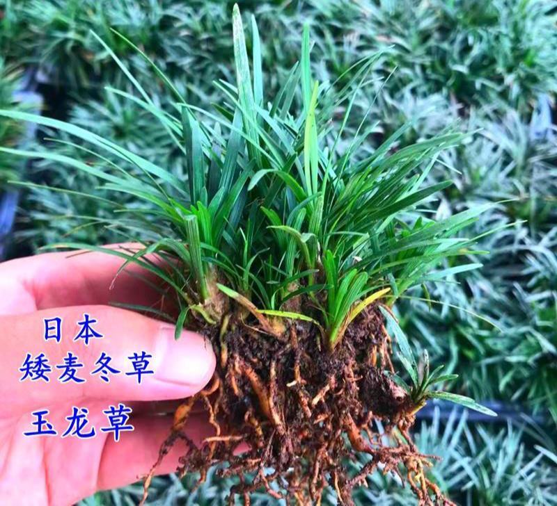 日本矮麦冬草耐寒别墅庭院园林绿化草坪植物带土麦冬草苗